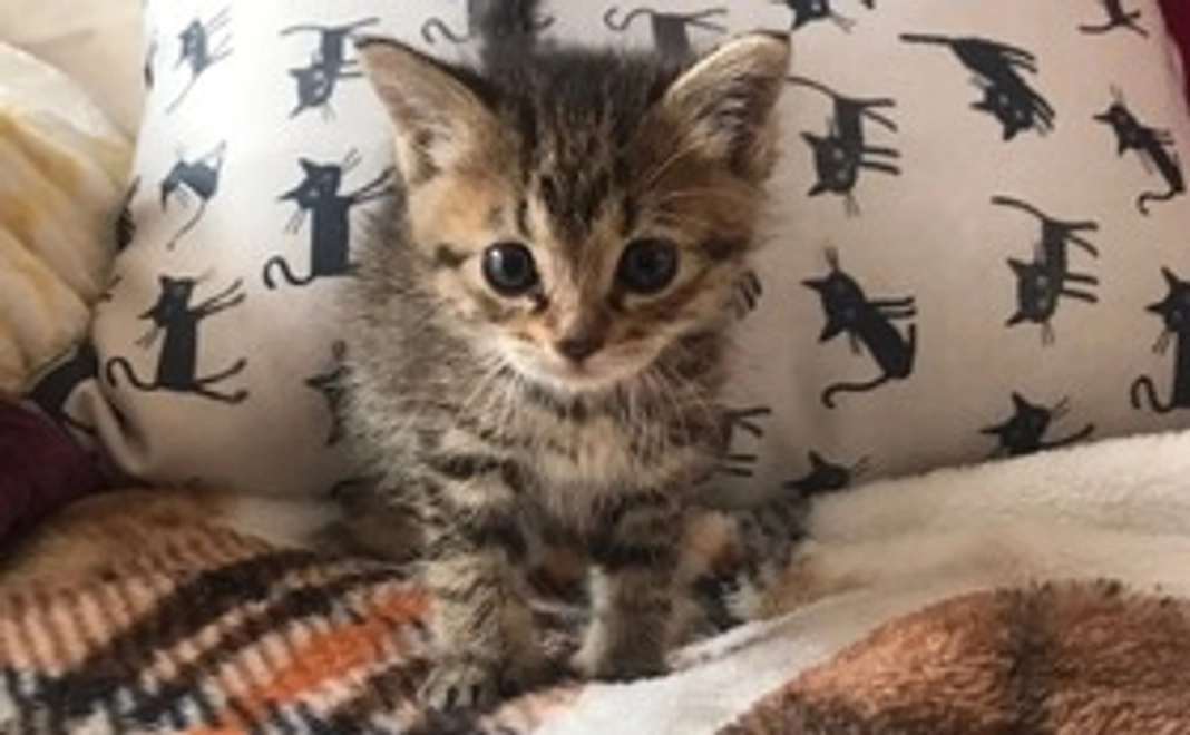 3,000円｜ふみふみ応援コース