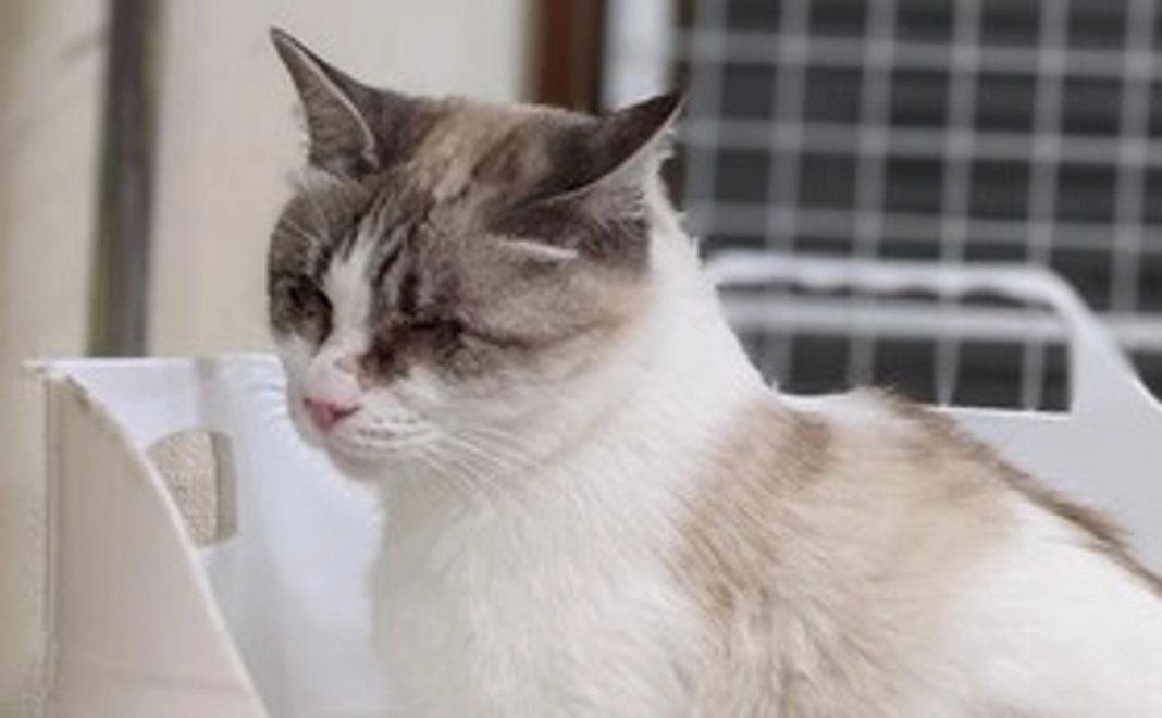 ワンコイン応援