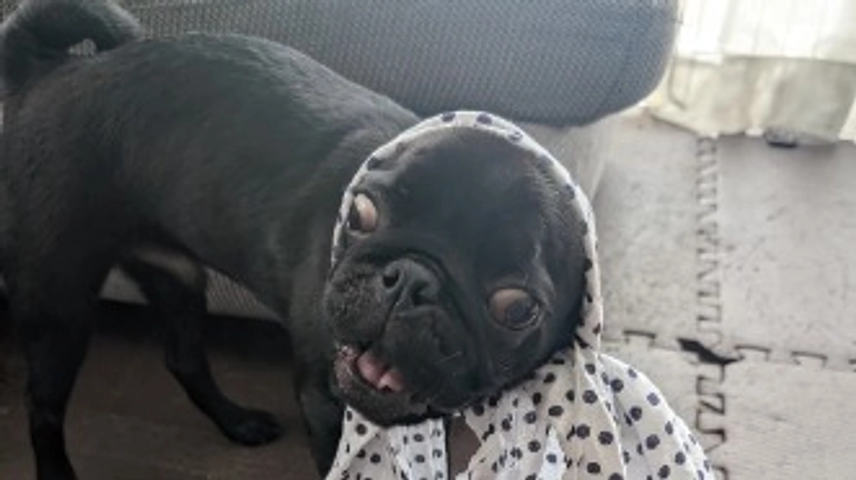 パグの日!そして終了まで33時間!