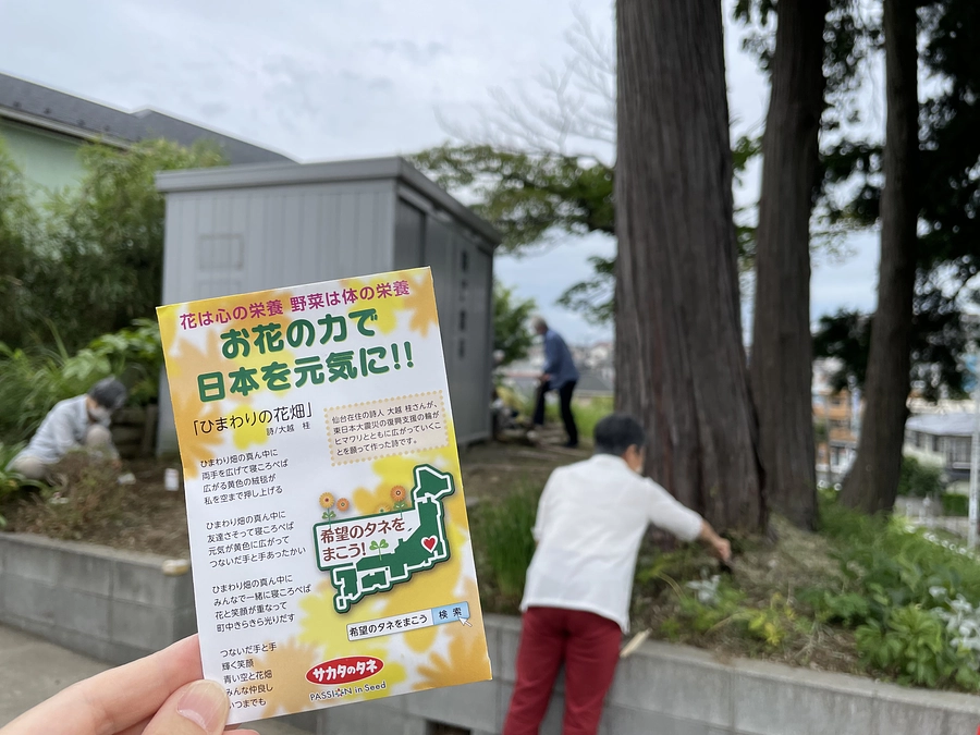 ひまわりの種を植えました