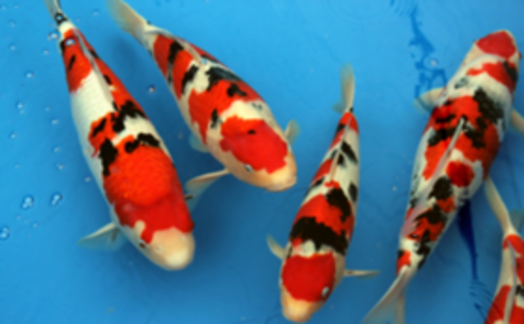 【応援コース】錦鯉の文化を守り続けるために