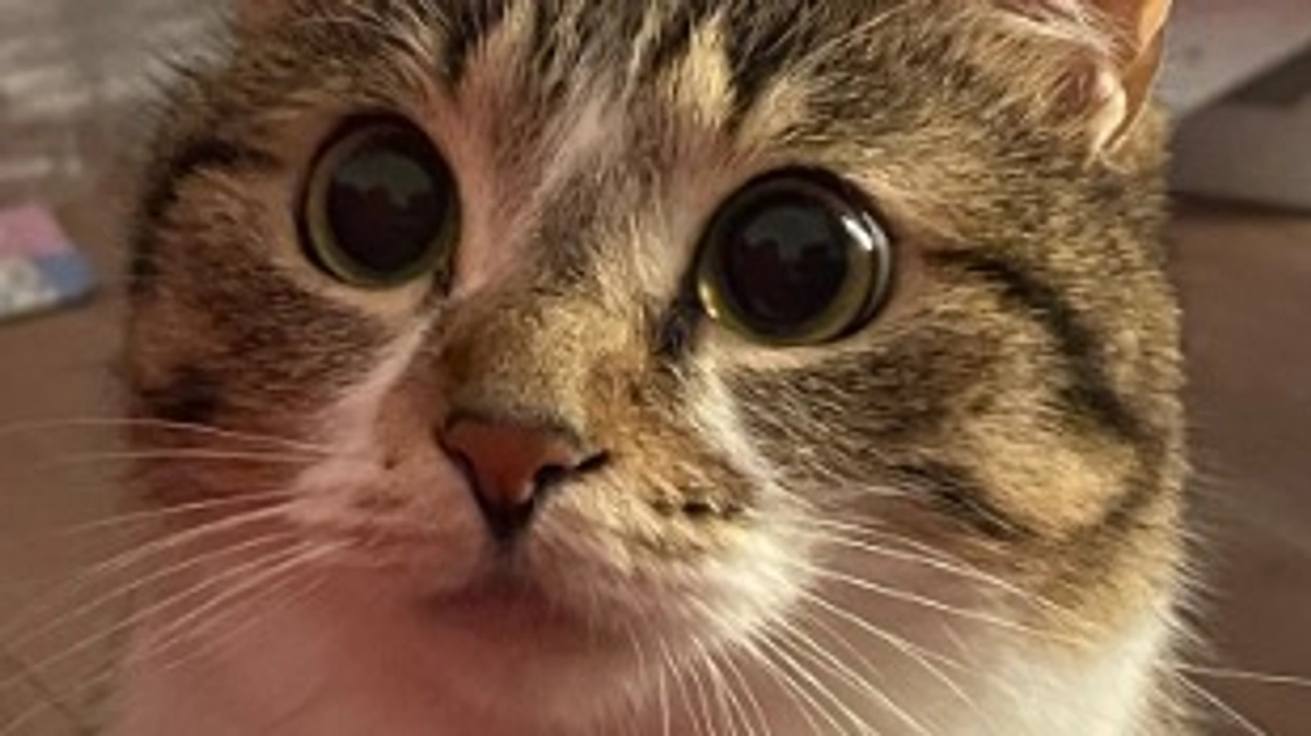 毎日の投薬と療養食。