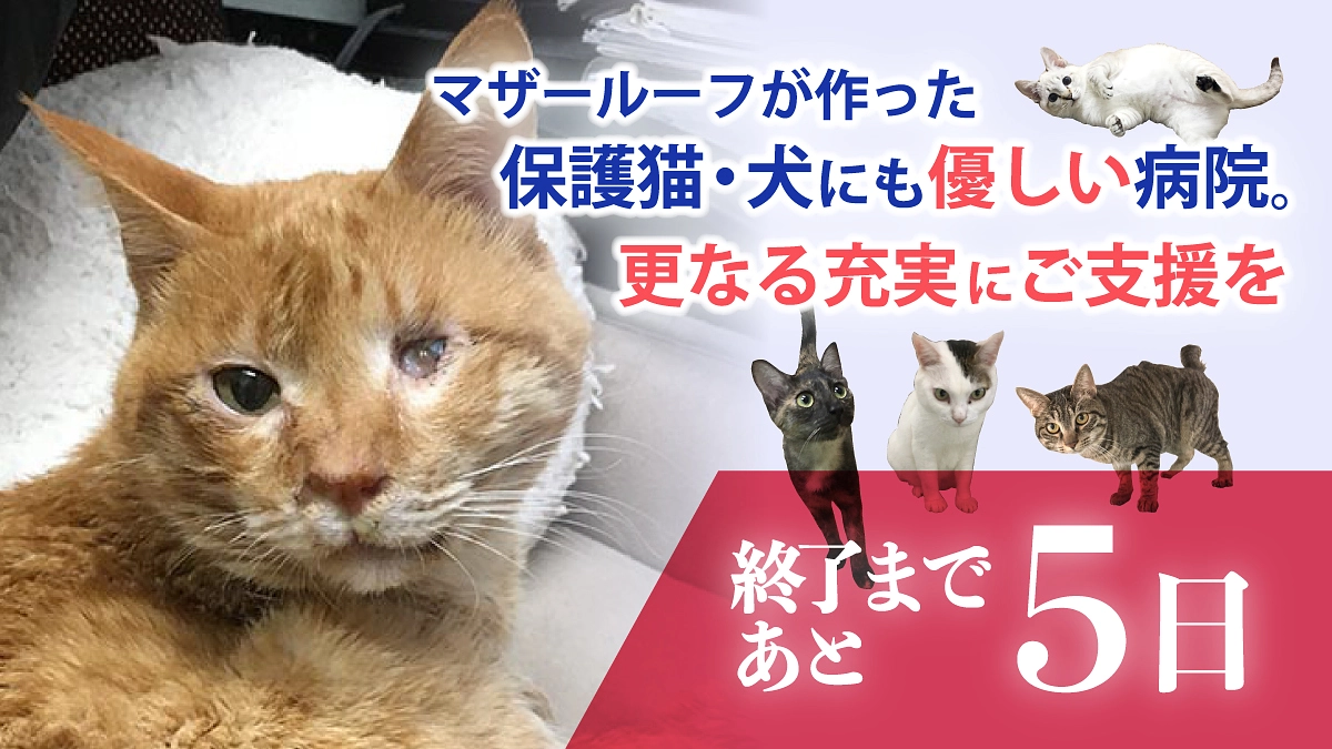 【あと残り5日！28日までに目指せ250万円！】目標達成までにはあと874,000円が必要です。