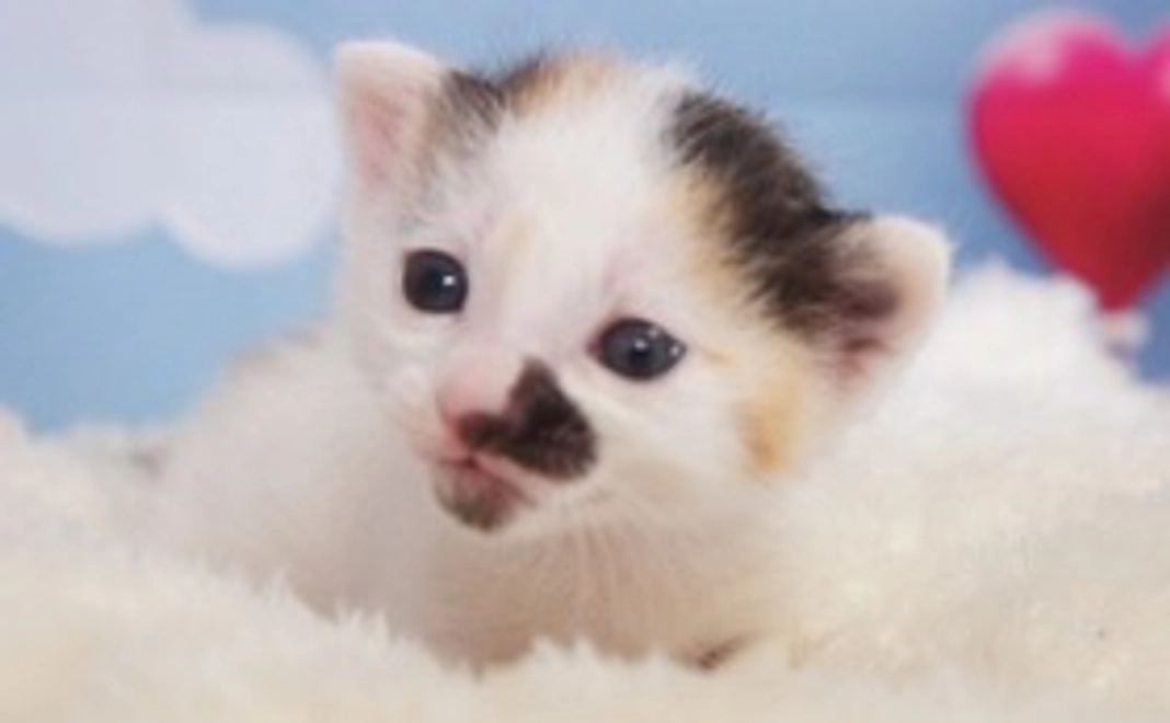 TNR支援1,000円コース