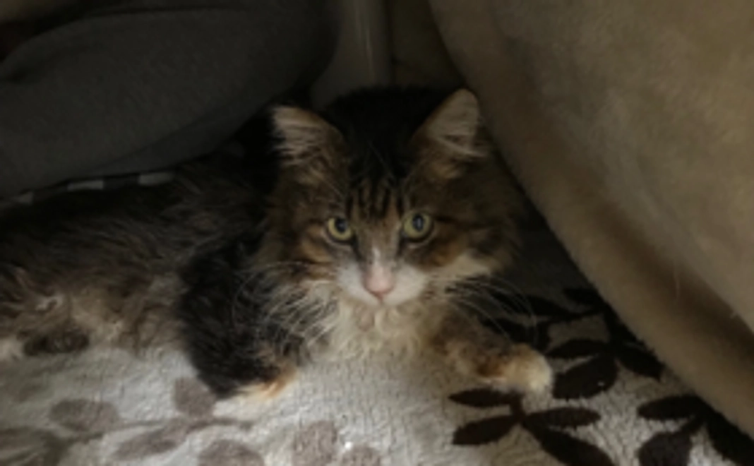 サンクスメール