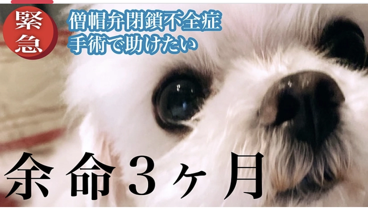 萌萌はあんなに頑張って生きていきたい この子の応援をお願いします！