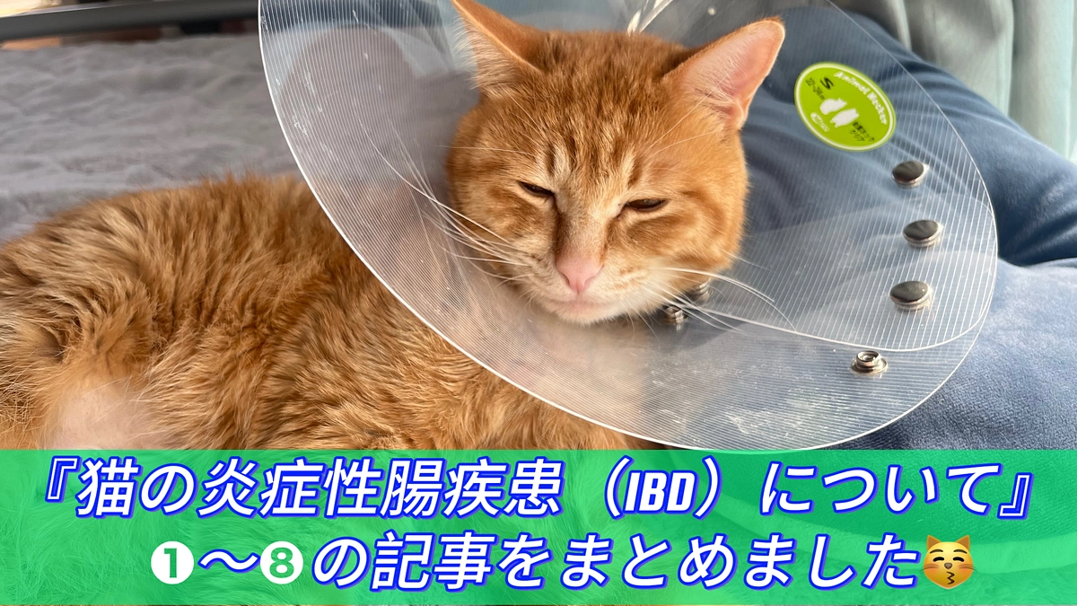 猫の炎症性腸疾患（IBD）について【❶〜❽まとめ】