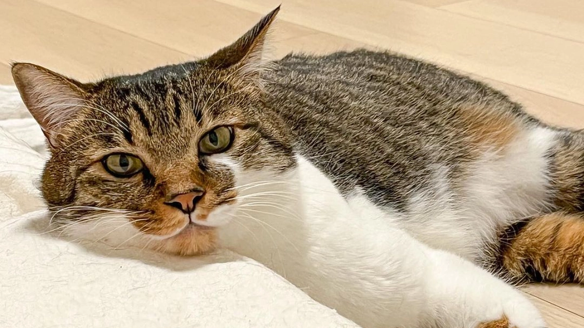 日々のささやかな活動〜捕獲器を踏み板式に〜