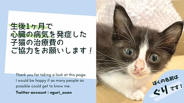 生後1ヶ月で心臓の病気を発症 子猫のぐりくんの治療を助けてください のトップ画像