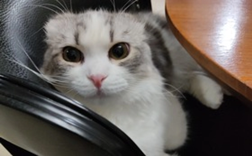 感謝のメール、画像1点