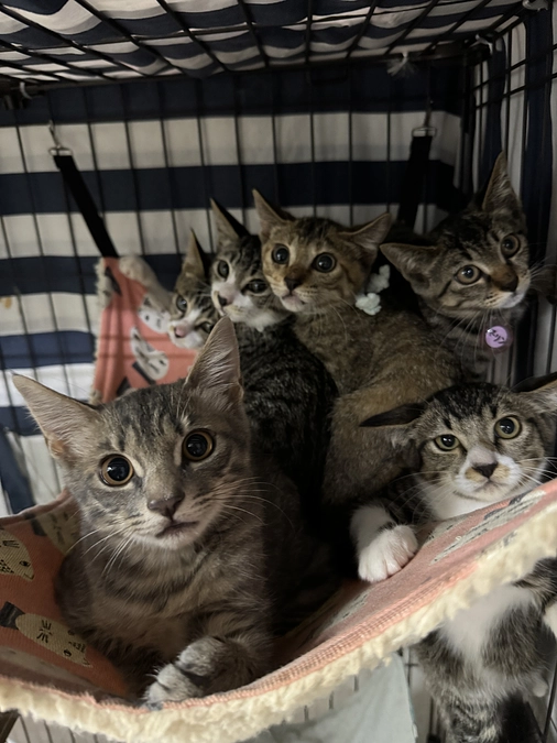 ねこてまりスタッフ小川より応援メッセージとねこてまりスタッフより