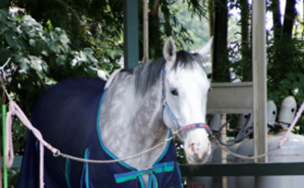 個人協賛コース（A） [送料・税込み]