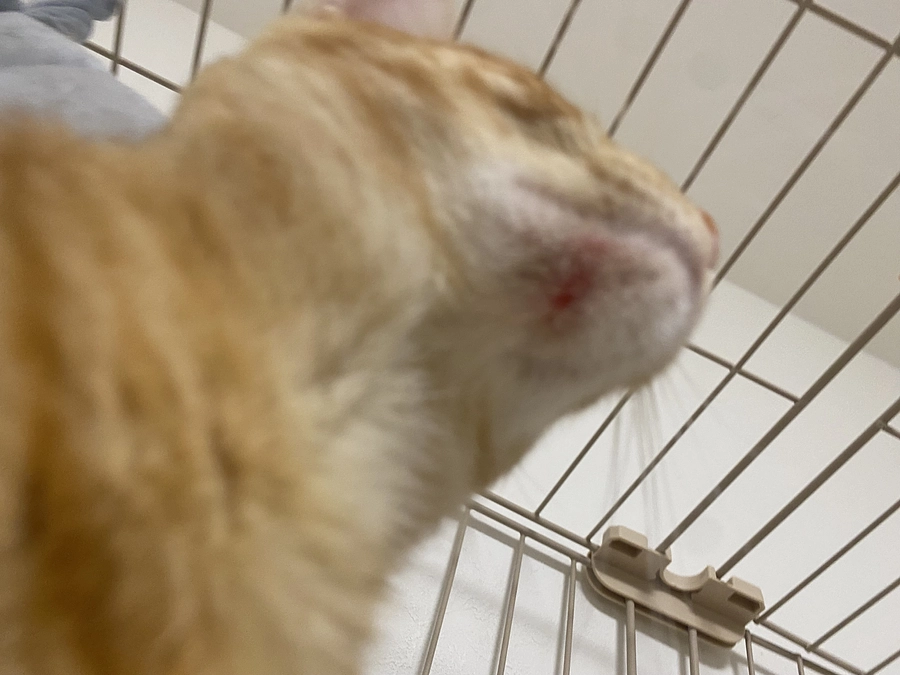 今日のモカ（投薬65日目）🐱⭐️