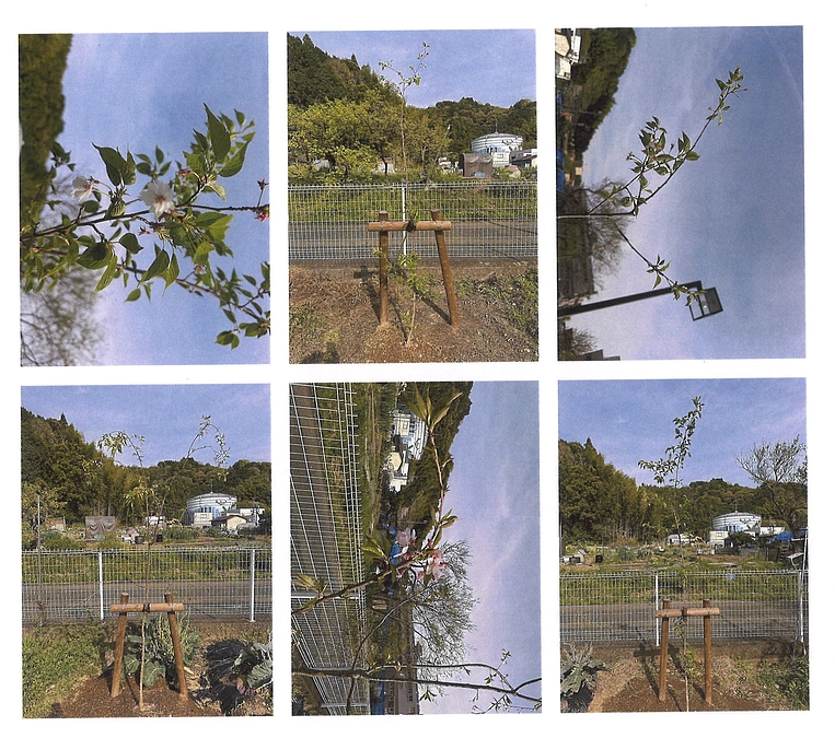 2024.4.11　桜観察