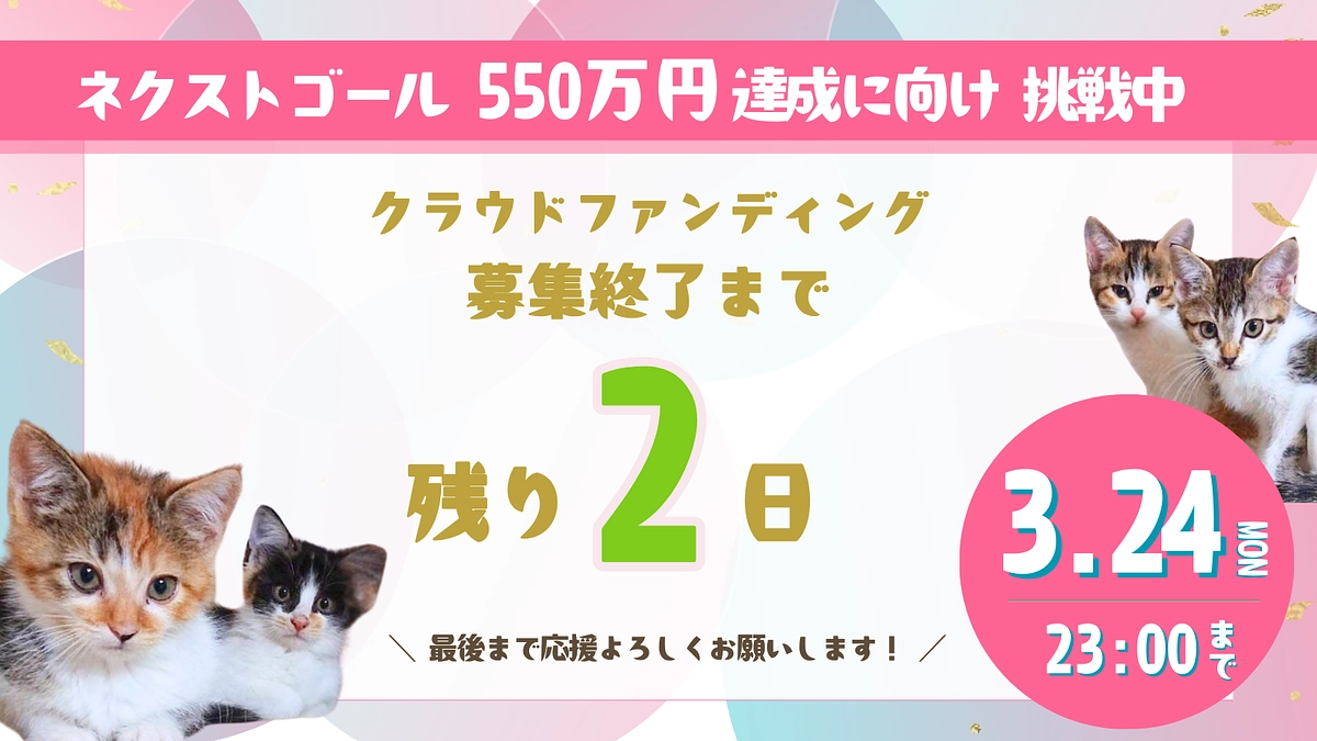 猫にゃんズプロジェクト終了まで【残り2日】