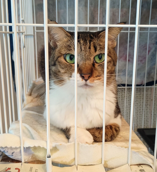 飼育困難になった猫６匹保護