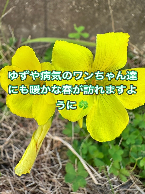 残り11日５１万円のご支援が必要です。
