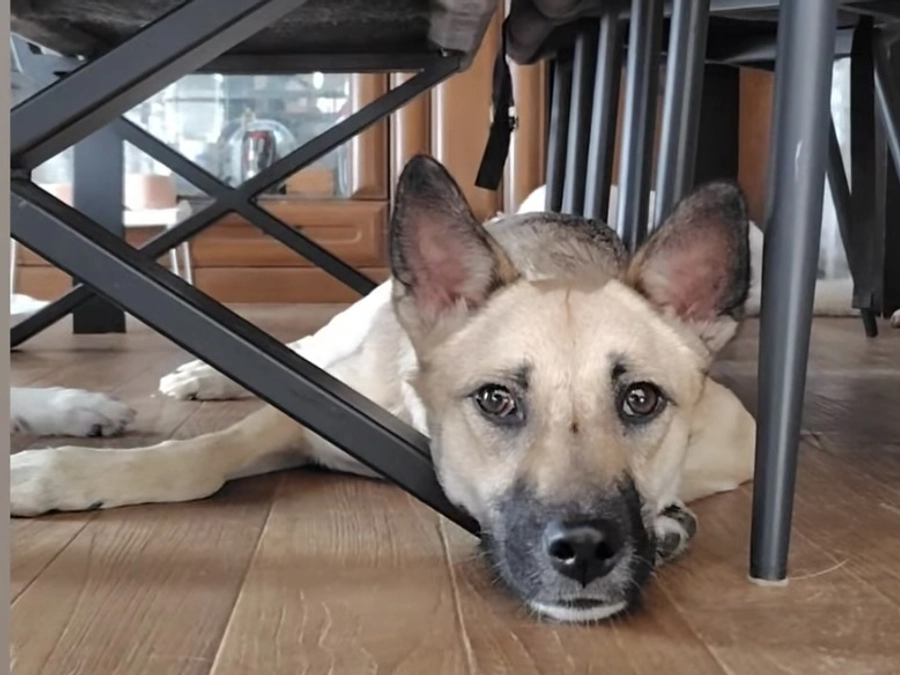 修繕工事始まっています。ボランティアの研修について