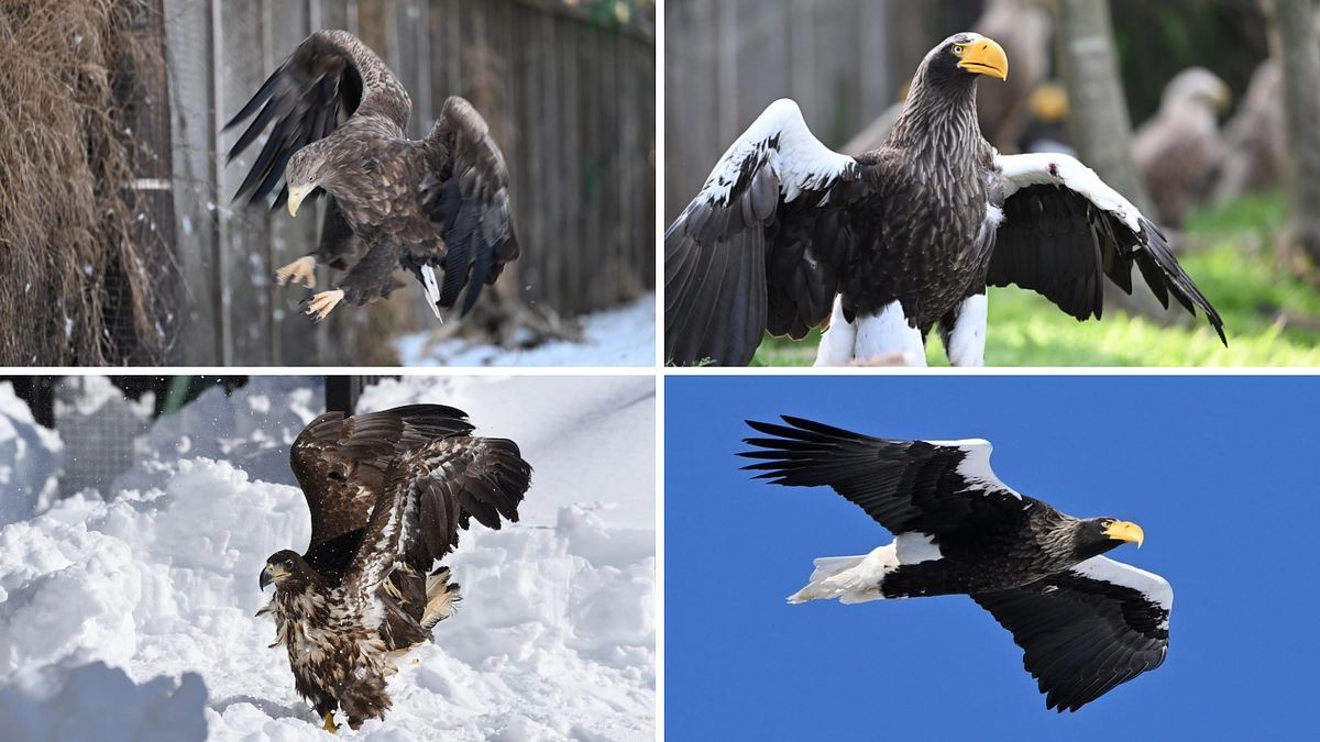 【クリアファイルデザイン4枚が決定！】ライブ配信にご参加いただいた皆様ありがとうございました