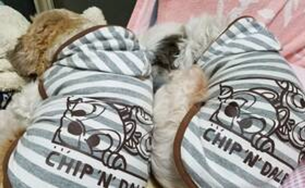 頑張るかるちゃんに明るい未来を！②