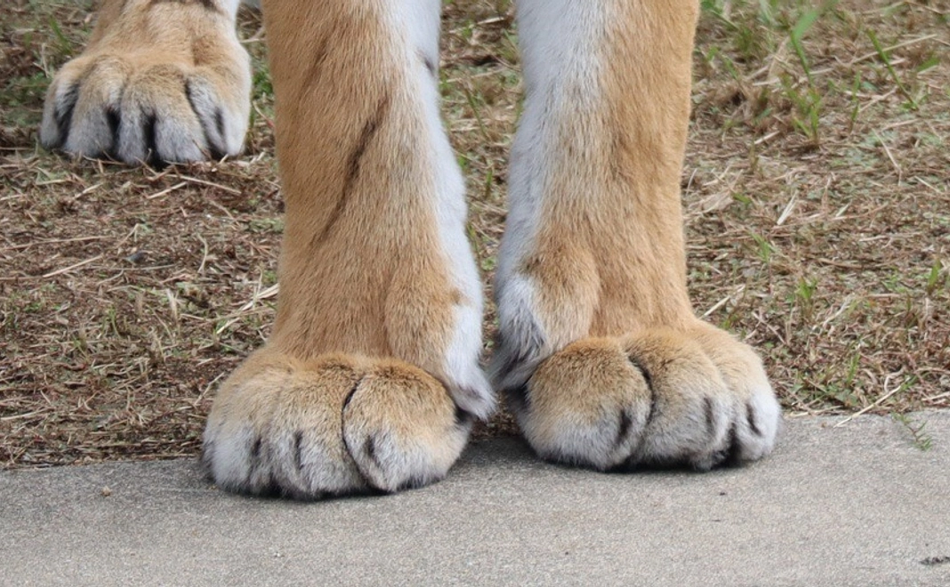 クリームパンみたいなトラの手クッション