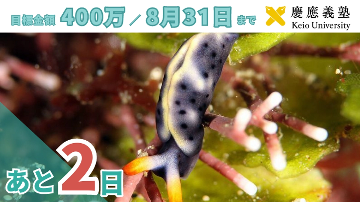 残り2日！応援コメントのご紹介