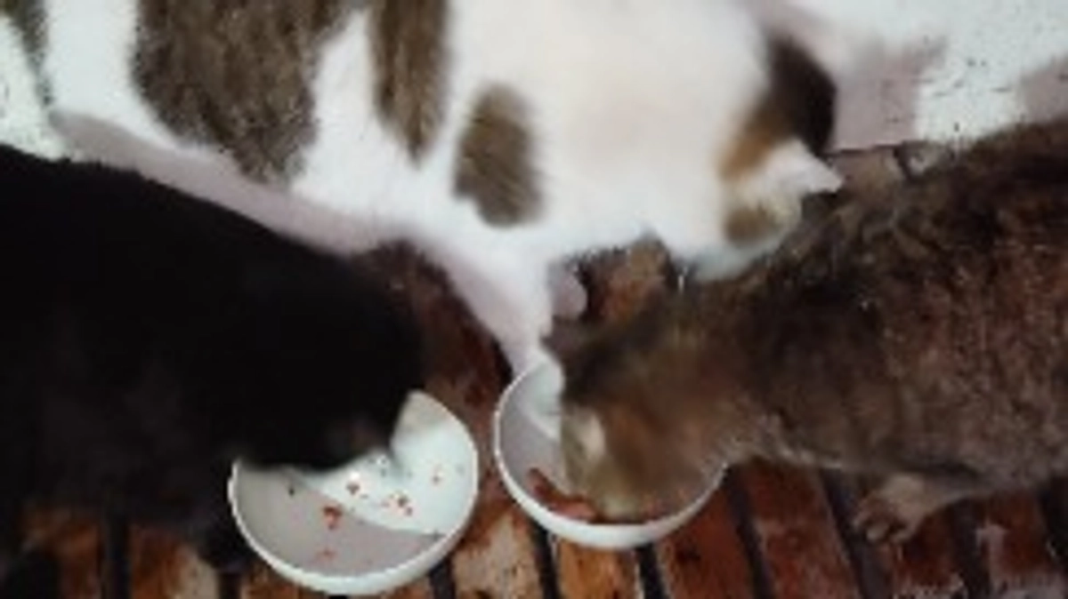 雨の日の餌やり