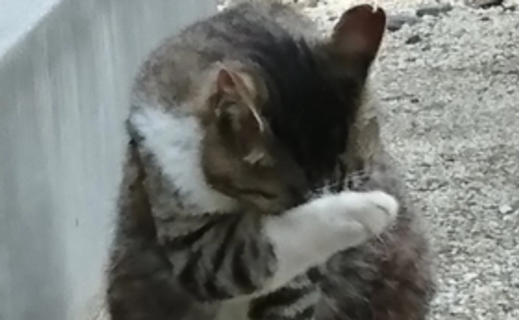 活動報告ブログのURLをメールでお知らせします