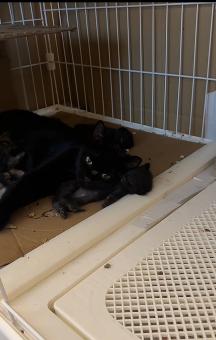 親猫の体調と、私の気持ち