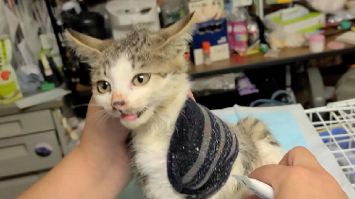 交通事故から瀕死の子猫を救助しました。その子の名前は”イナクル”（アイヌ語：イナンクル→幸あれ）