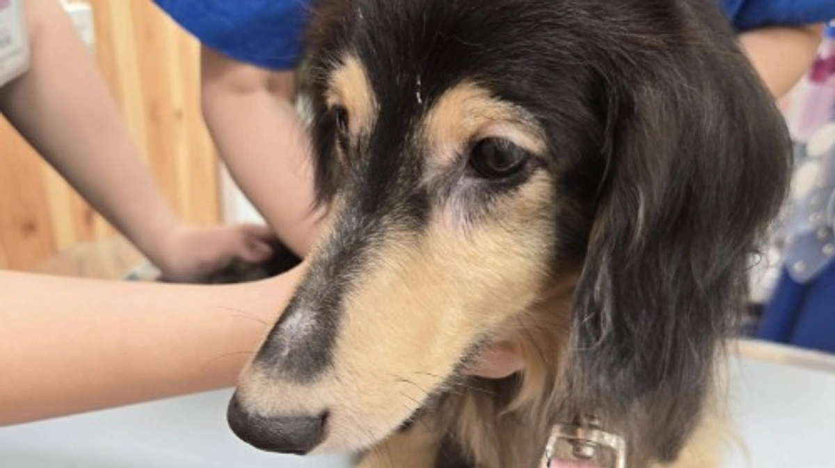 あと5人支援いただくと200人！今日はノミだらけだったラスターとココルの手術でした！