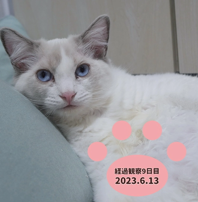 経過観察9日目(2023.6.13)