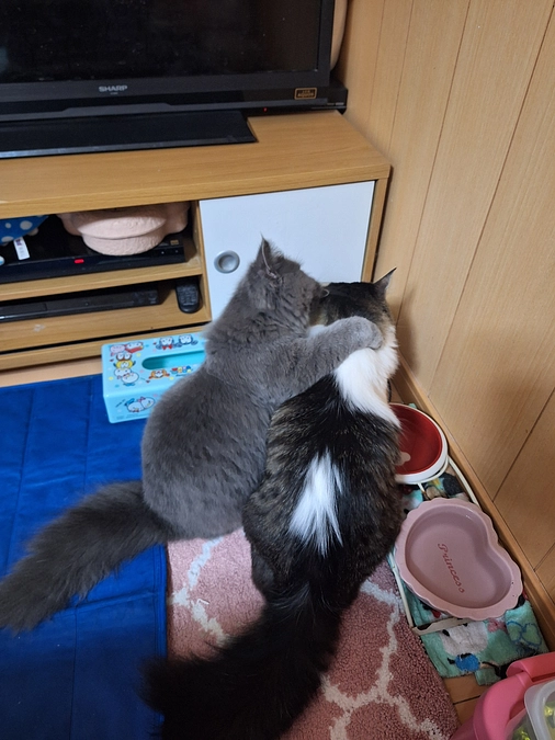 ありがとうございます☘️