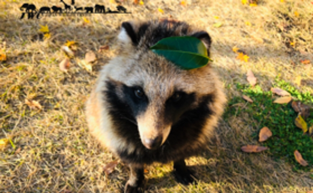 オリジナルポストカード