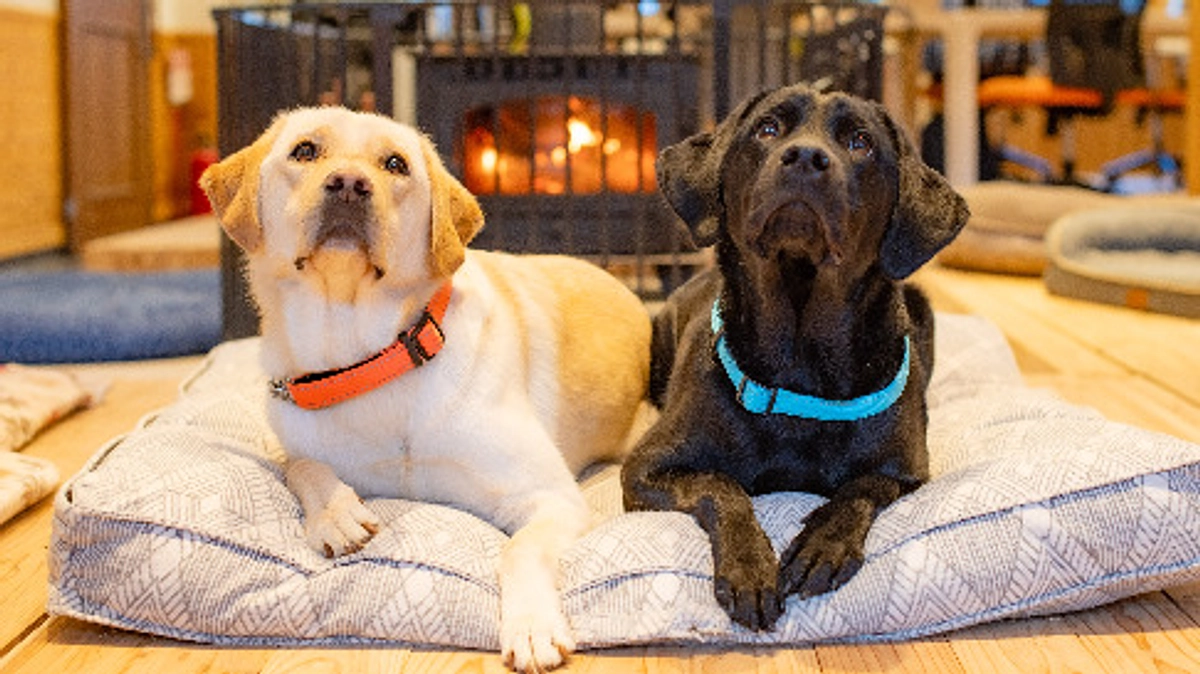 木香テラス～犬たちが過ごす場所～