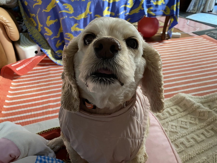 内服薬の報告です　胃腸薬、心臓薬、甲状腺薬　プレドニン　あと4日です　応援お願いします