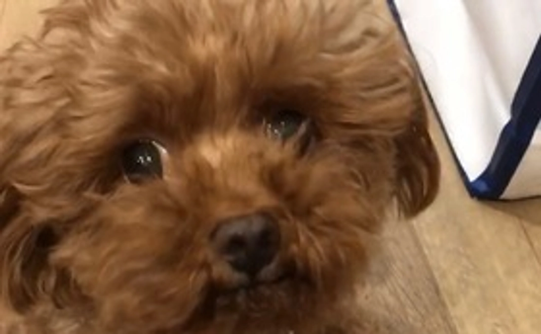 ⑧ちゃなサポーター