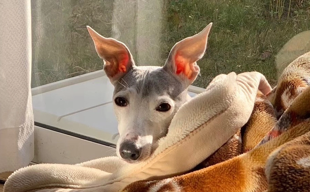 『1,000円』リターンご不要の方