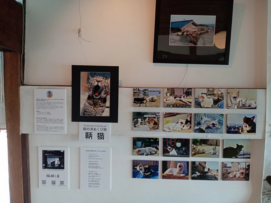 「鯛ちゃん」「マリア」のパパさん　写真家「猫撮り屋」こと故森原輝明さんの写真展に行きました
