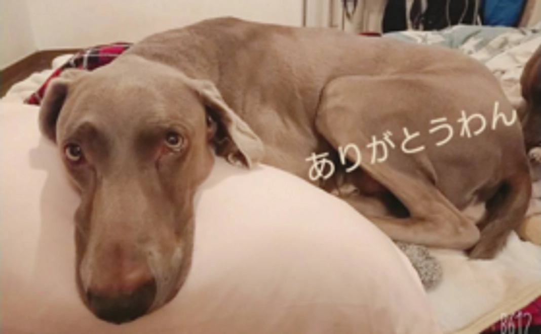 ご支援ありがとうございます＾＾