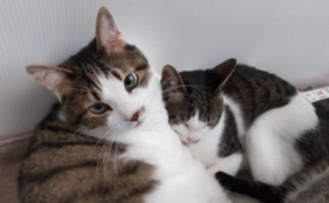 毎月応援10,000円コース