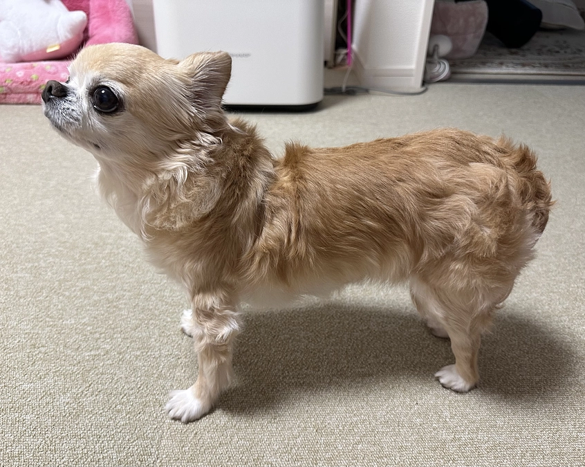 華 頑張ってくれてます