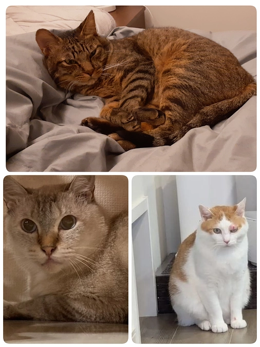 【凪君】【ちゃたん君】【つくし君】について