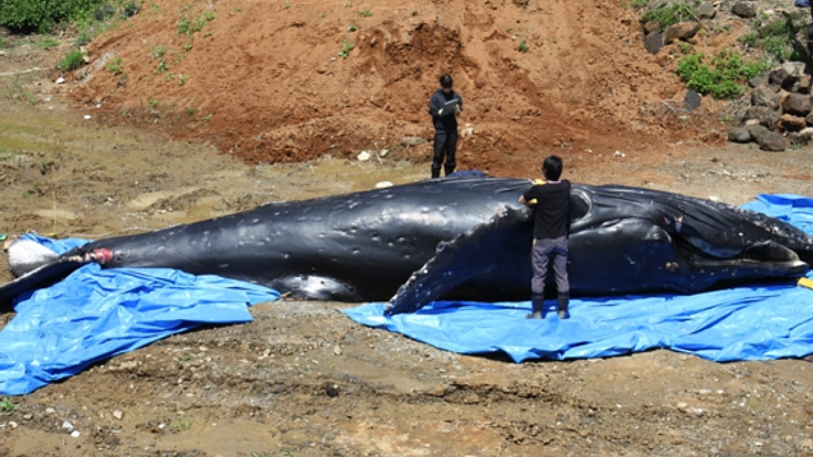 九州沿岸で、漂着したイルカ・クジラの調査を続けたい！