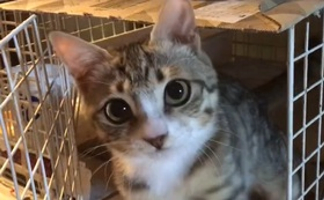 毎月5000円コース