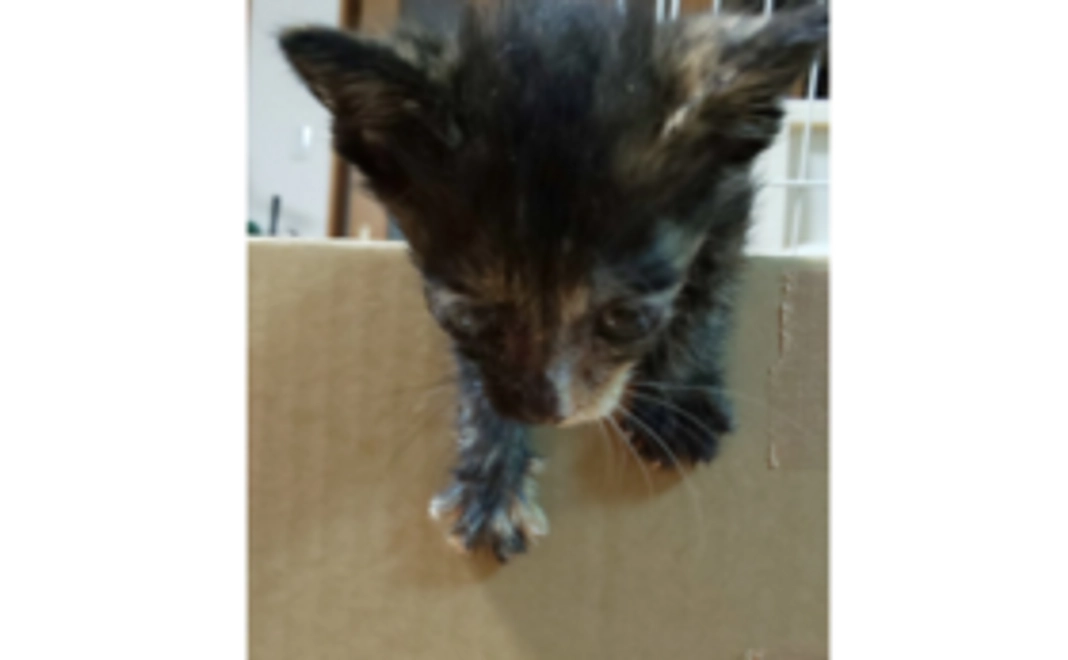 春ちゃん頑張ってコース