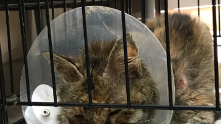 保護した傷だらけの猫「かっちゃん」の治療費サポーター募集！