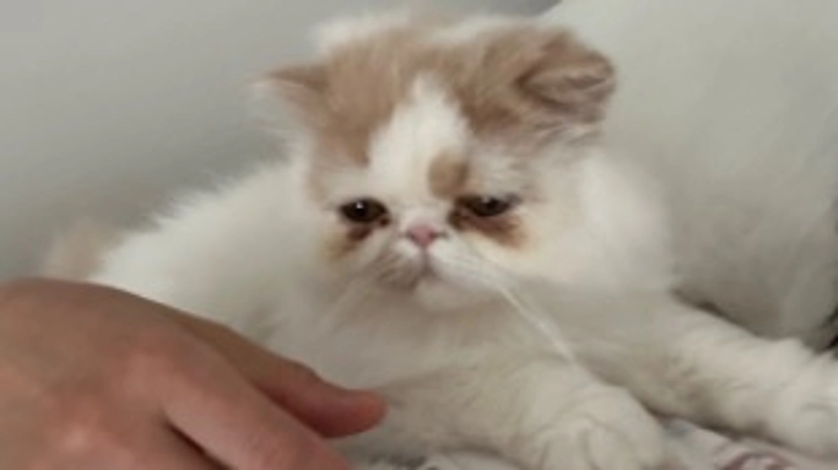 コハクくん回復してきてドンドン体重が増えてきてます ！