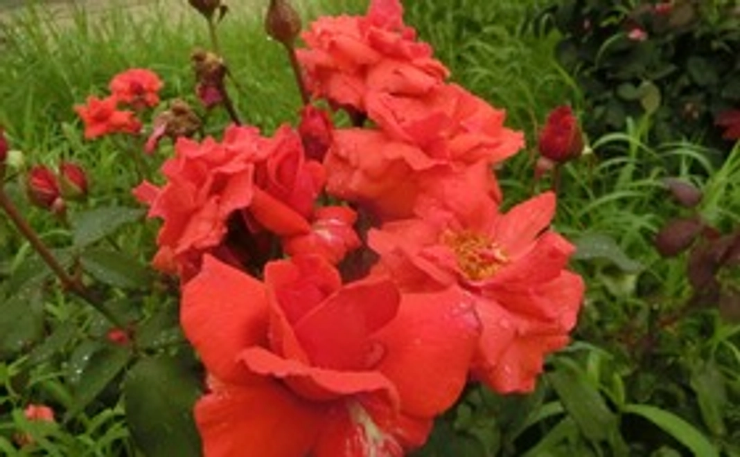 1万円｜リターン不要な方向け・応援コース