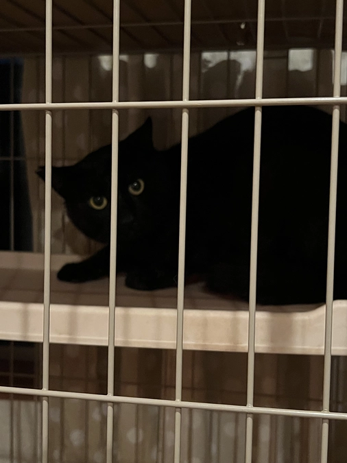 黒猫さんを保護しました